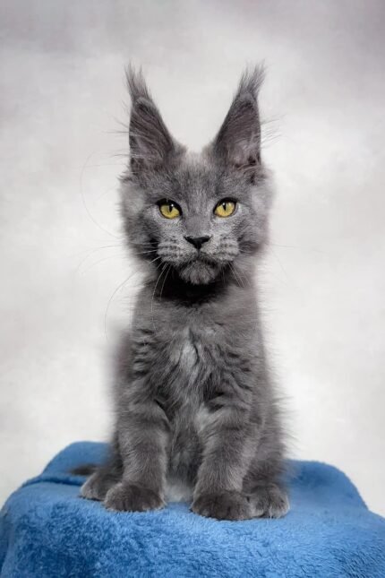 Merlin | Maine Coon Kitten