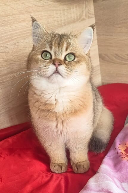 Messi | Scottish Straight Kitten