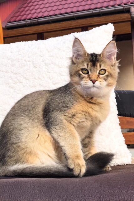 Mia | Golden Maine Coon Kitten