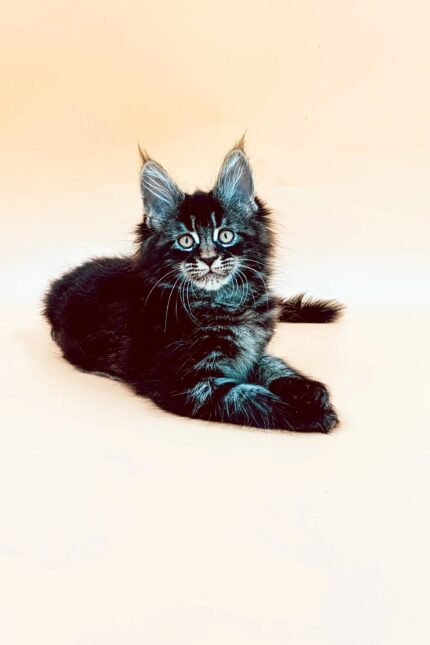 Mia | Maine Coon Kitten