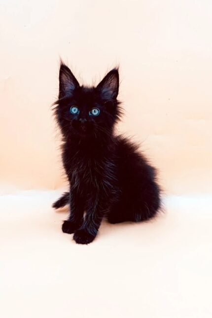 Mikki | Maine Coon Kitten
