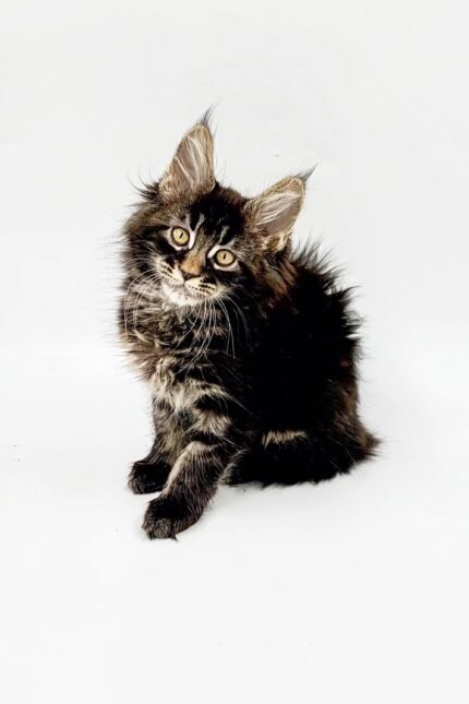 Milana | Maine Coon Kitten
