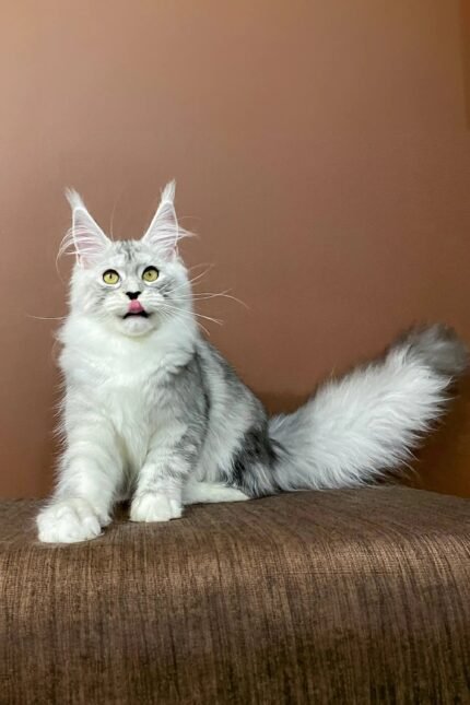Milana | Maine Coon Kitten