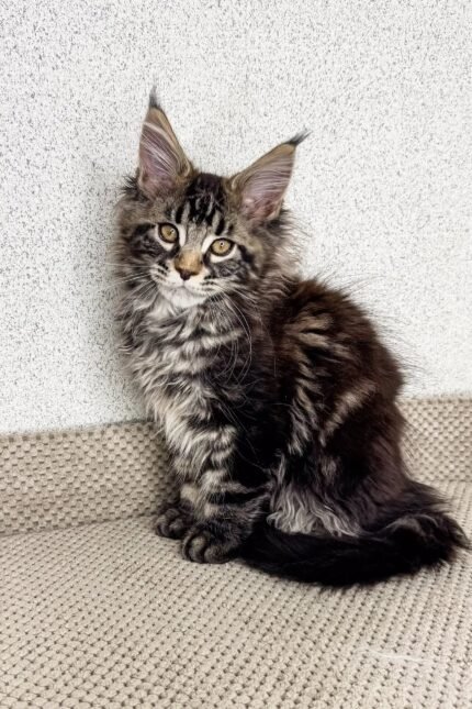 Mira | Maine Coon Kitten
