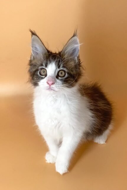 Mira | Maine Coon Kitten