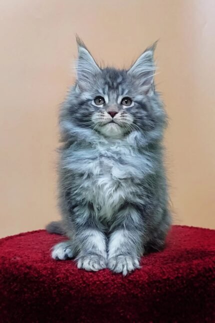 Miranda | Maine Coon Kitten
