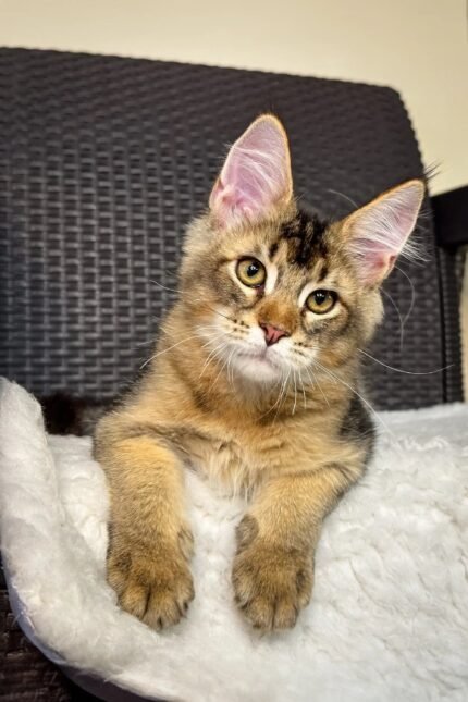 MonAmour | Maine Coon Kitten