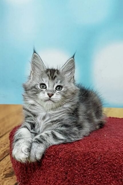 Monika | Maine Coon Kitten