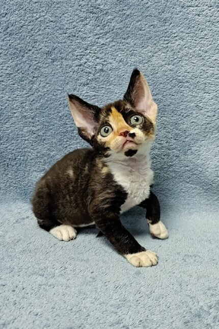 Monro | Devon Rex Kitten