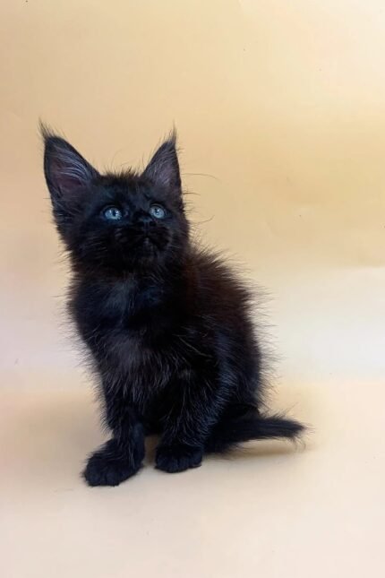 Mozzy | Maine Coon Kitten