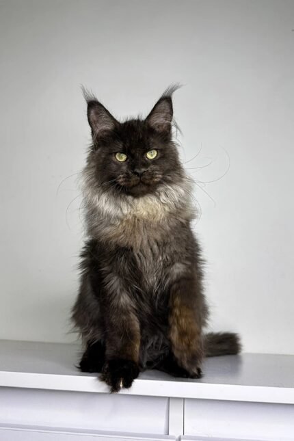Naomi | Maine Coon Kitten