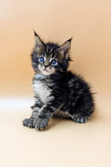 Naruto | Polydactyl Maine Coon