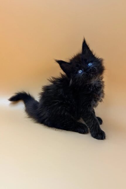 Nastya | Maine Coon Kitten