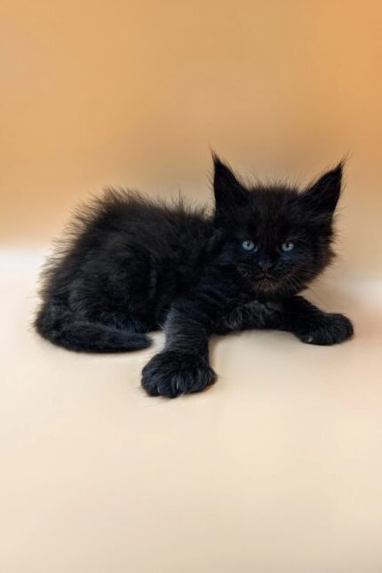 Nayt | Polydactyl Maine Coon