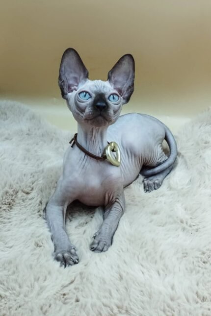 Nеlson | Sphynx Kitten