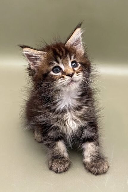 Nensy | Maine Coon Kitten