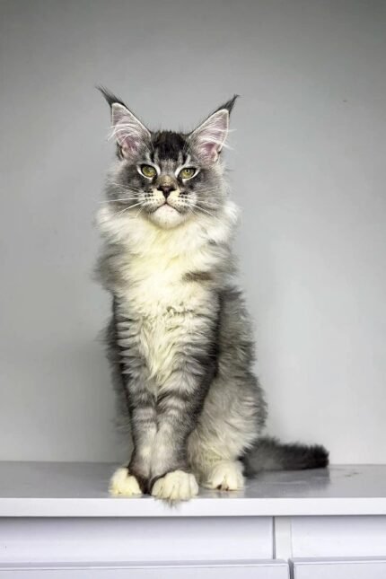 Neo | Maine Coon Kitten