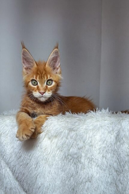 Newton | Maine Coon Kitten