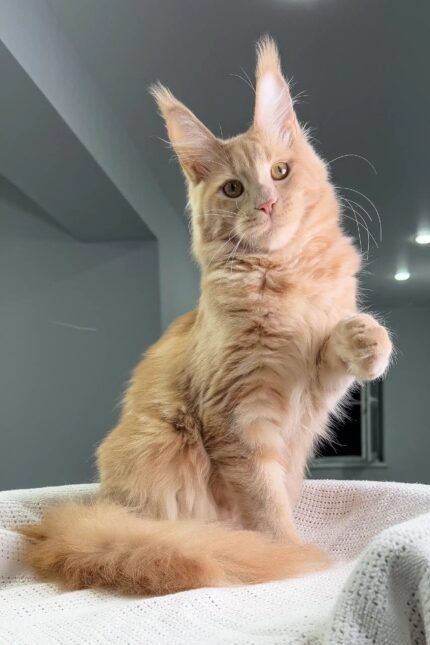 Niagara | Maine Coon Kitten