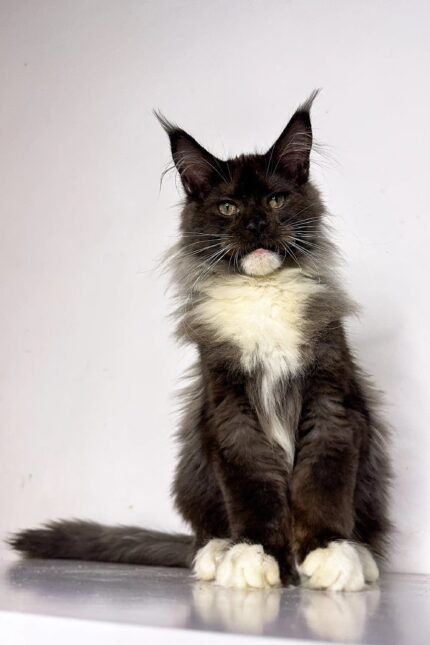 Nick | Maine Coon Kitten