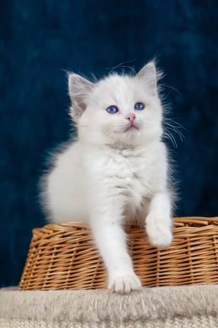 Nifty | Ragdoll Kitten
