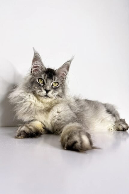 Nika | Maine Coon Kitten