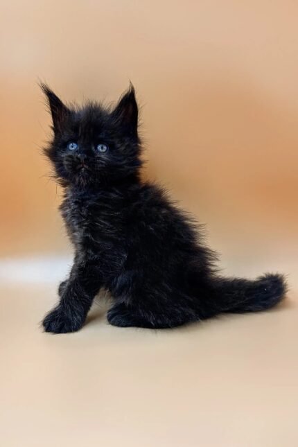 Nika | Polydactyl Maine Coon