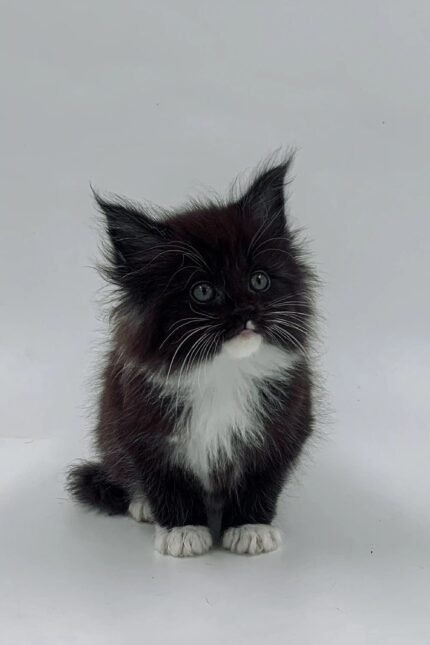 Niko | Maine Coon Kitten