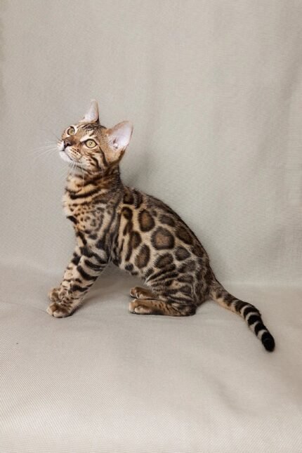Nikolas | Bengal Kitten