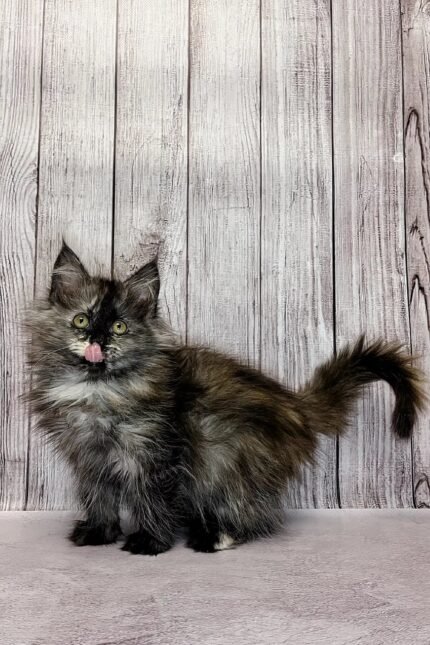 Nina | Maine Coon Kitten