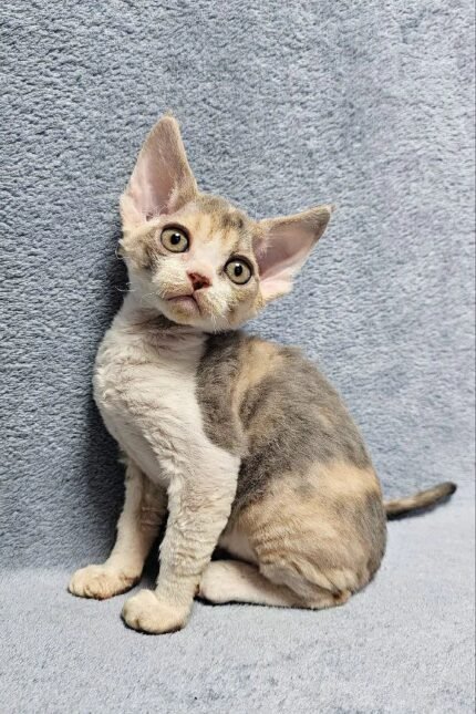 Noami | Devon Rex Kitten