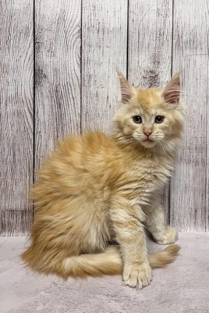 Nord | Maine Coon Kitten