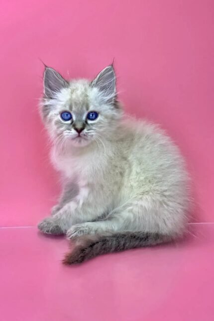 Norvel | Siberian Kitten