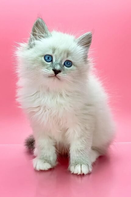 Obi-Wan | Siberian Kitten