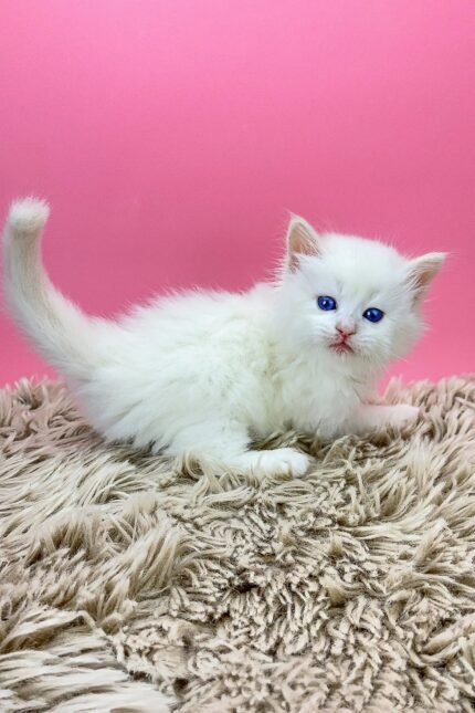 Olaf | Siberian Kitten