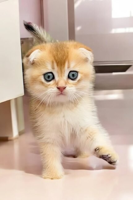 Ole | Scottish Fold Kitten