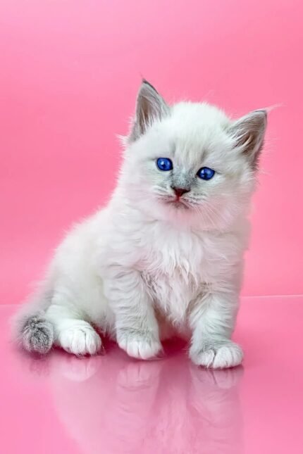 Oliver | Siberian Kitten
