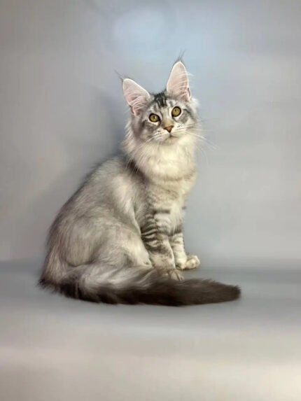 Olympus | Maine Coon Kitten
