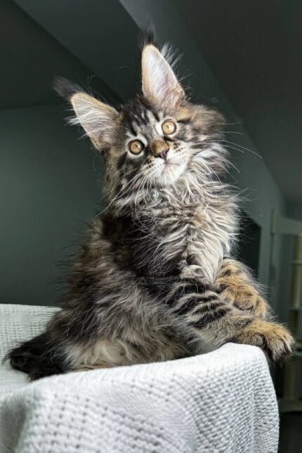 Ophelia | Polydactyl Maine Coon