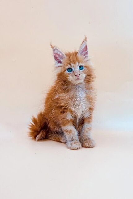 Orange | Maine Coon Kitten