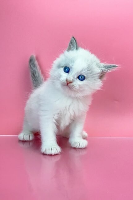 Orest | Siberian Kitten