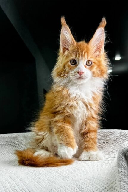 Osborn | Polydactyl Maine Coon