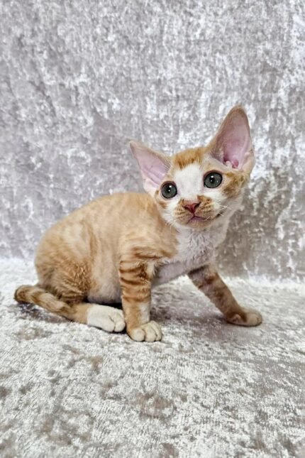Oscar | Devon Rex Kitten
