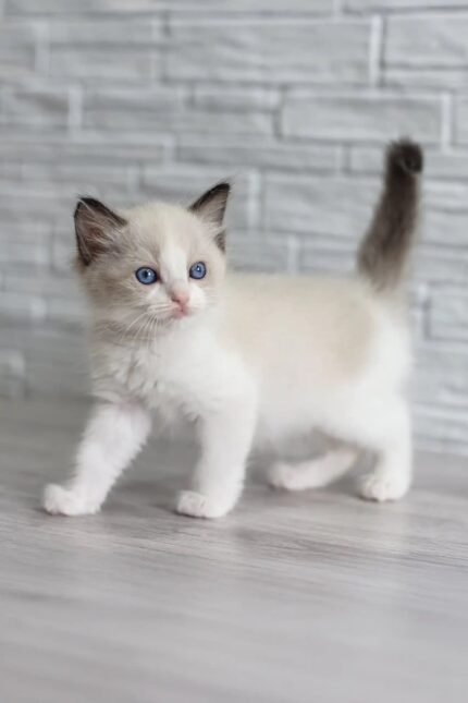 Oskar | Ragdoll Kitten