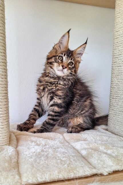 Ostin | Maine Coon Kitten