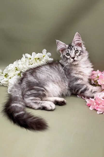 Ostin | Maine Coon Kitten
