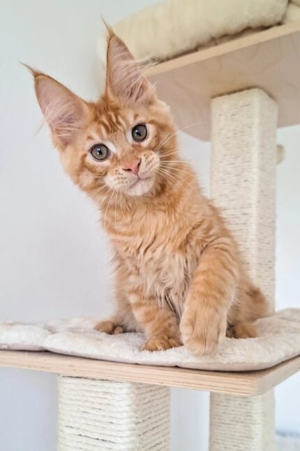 Oswald | Maine Coon Kitten