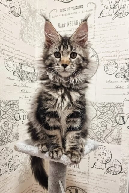 Pandora | Maine Coon Kitten