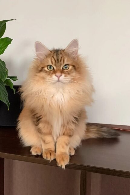 Patrick | Siberian Kitten