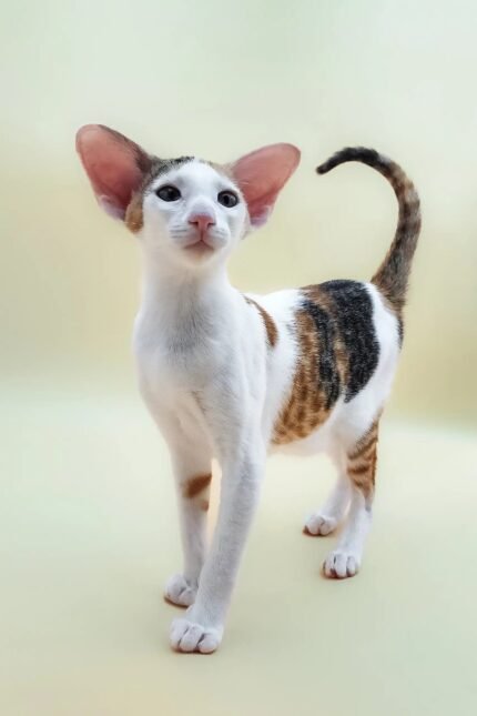 Patty | Oriental Shorthair Kitten